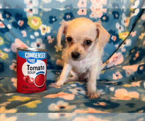 Medium Photo #5 Chihuahua-Unknown Mix Puppy For Sale in Pacolet, SC, USA