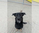 Pistachio - Female Mutt Dog for Adoption - Small photo