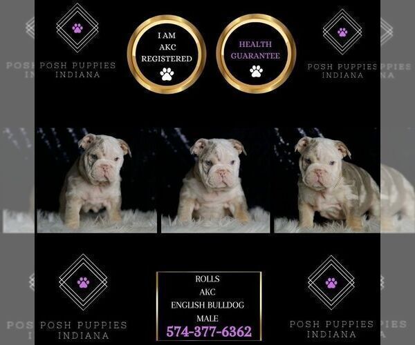 Medium Photo #21 English Bulldog Puppy For Sale in WARSAW, IN, USA