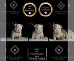Small #5 English Bulldog