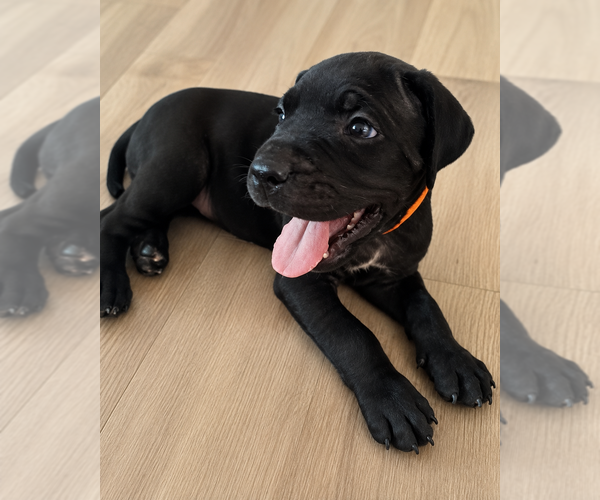 Medium Photo #3 Cane Corso Puppy For Sale in WAUWATOSA, WI, USA