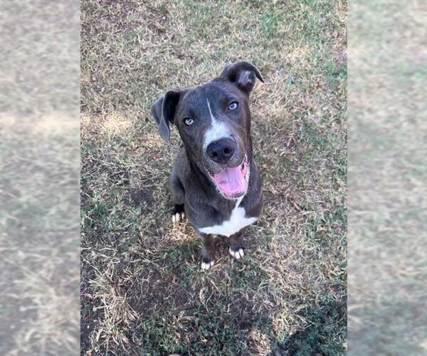 Medium Photo #3 Mutt Puppy For Sale in Plano, TX, USA