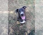 Small Photo #3 Mutt Puppy For Sale in Plano, TX, USA