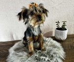 Small #3 Yorkshire Terrier