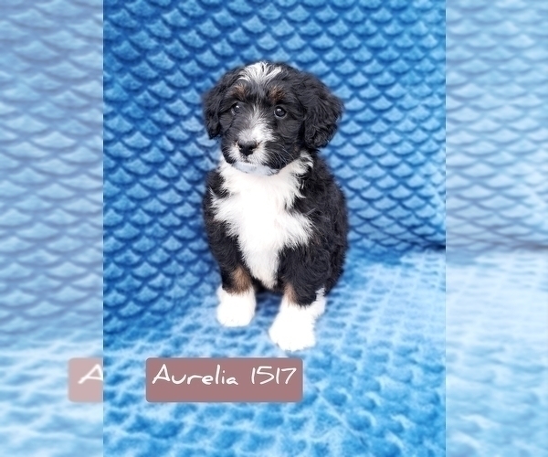 Medium Photo #2 Miniature Bernedoodle Puppy For Sale in FREDERICKSBURG, OH, USA