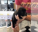 Small Photo #45 Cane Corso Puppy For Sale in REEVESVILLE, SC, USA