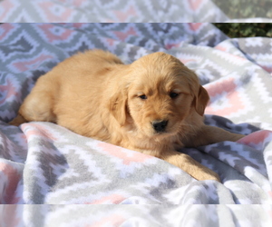 Golden Retriever Puppy for sale in SHILOH, OH, USA