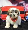 Small Photo #1 Shih Tzu Puppy For Sale in CHICAGO, IL, USA