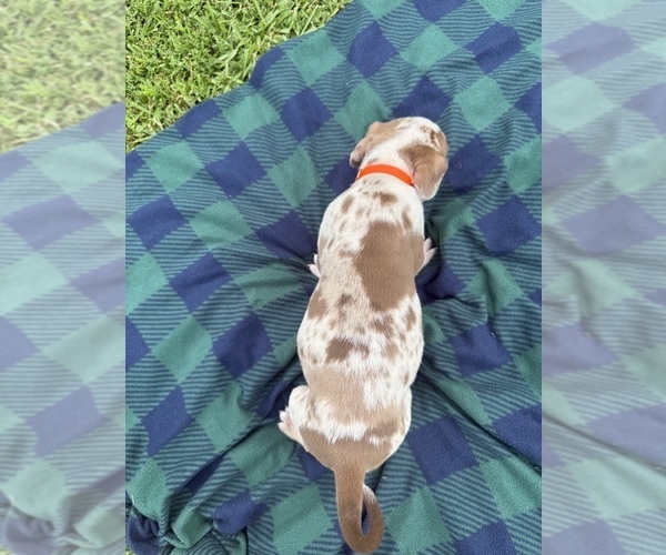 Medium Photo #10 Catahoula Leopard Dog Puppy For Sale in KEITHVILLE, LA, USA