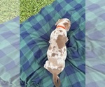 Small #9 Catahoula Leopard Dog