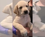 Small #5 Great Dane-Labrador Retriever Mix