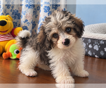 Litter of 3 - Male(s) and Female(s) Cockapoo (Miniature)Litter of Puppies for Sale - Photo #4