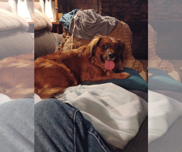 Medium Photo #1 Dameranian Puppy For Sale in Fruitland, SC, USA