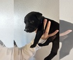 Puppy Blue Collar Labrador Retriever