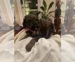 Puppy Decimus Orange Poodle (Standard)