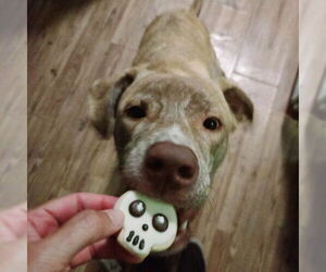 Marzen - Male Labrador Retriever-Unknown Mix Dog for Adoption - Photo #6