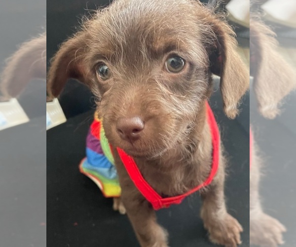 Medium Photo #1 Wapoo Puppy For Sale in LONG BEACH, CA, USA