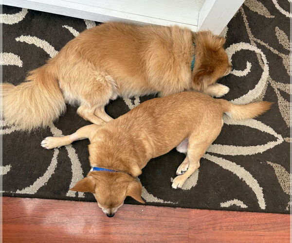 Medium Photo #10 Pomeranian Puppy For Sale in Mount Laurel, NJ, USA