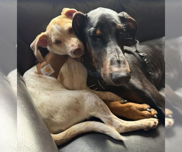 Medium Photo #18 Doberman Pinscher Puppy For Sale in Boonton, NJ, USA