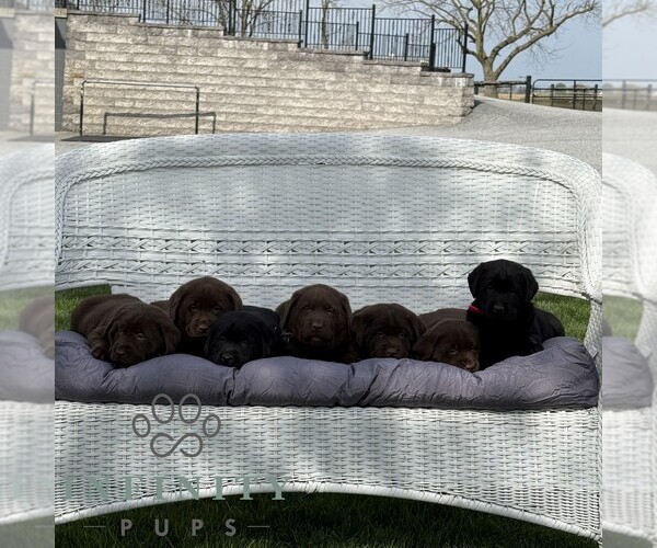 Medium Photo #3 Labrador Retriever Puppy For Sale in RONKS, PA, USA