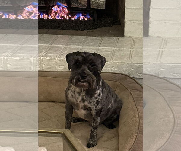 Medium Photo #5 - Mix Puppy For Sale in Lenoir, NC, USA