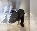 Small #2 Brittany-Dachshund Mix