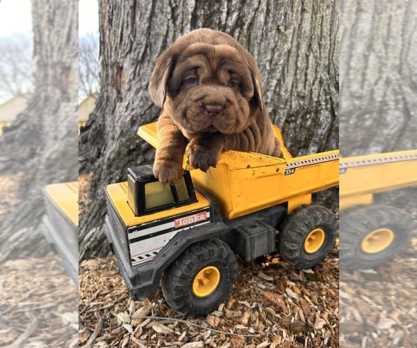 Medium Photo #4 Cocker-Pei Puppy For Sale in MIDDLEBURY, IN, USA