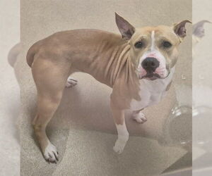 Mutt Dogs for adoption in Decatur, IL, USA