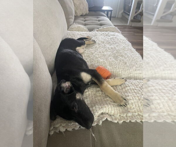 Medium Photo #12 German Shepherd Dog-Unknown Mix Puppy For Sale in Lakewood, CO, USA