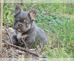 Small #13 French Bulldog