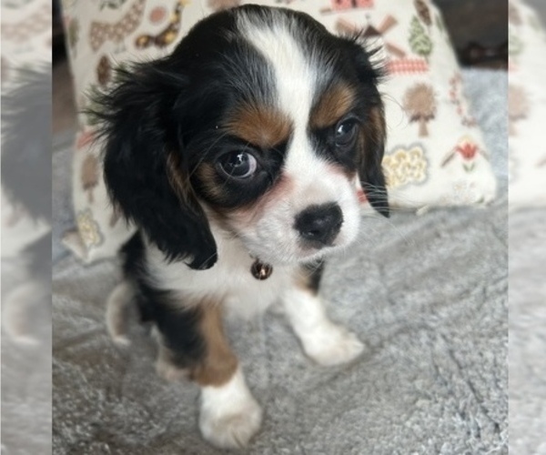 Full screen Photo #2 Cavalier King Charles Spaniel Puppy For Sale in LAWRENCE, MI, USA