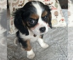 Small Photo #2 Cavalier King Charles Spaniel Puppy For Sale in LAWRENCE, MI, USA