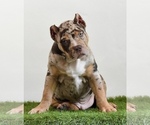 Image preview for Ad Listing. Nickname: Rocky