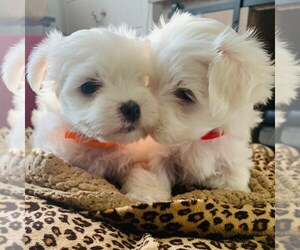 Maltese Puppy for sale in EAST ELMHURST, NY, USA