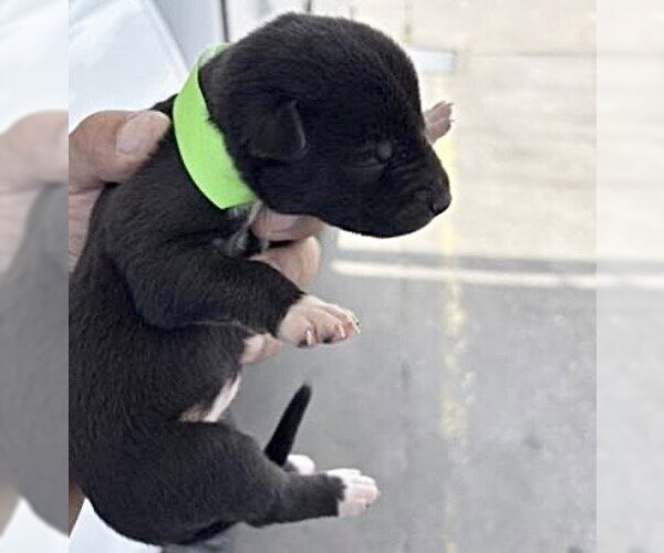 Medium Photo #1 Siberian Husky-Unknown Mix Puppy For Sale in Houston, TX, USA