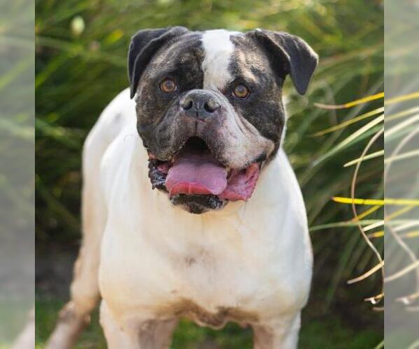 Medium Photo #2 American Bulldog Puppy For Sale in Camarillo, CA, USA