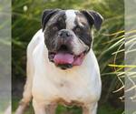Small #1 American Bulldog