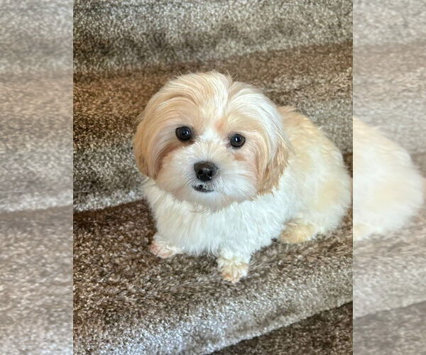 Medium Photo #1 Zuchon Puppy For Sale in Lebanon, PA, USA
