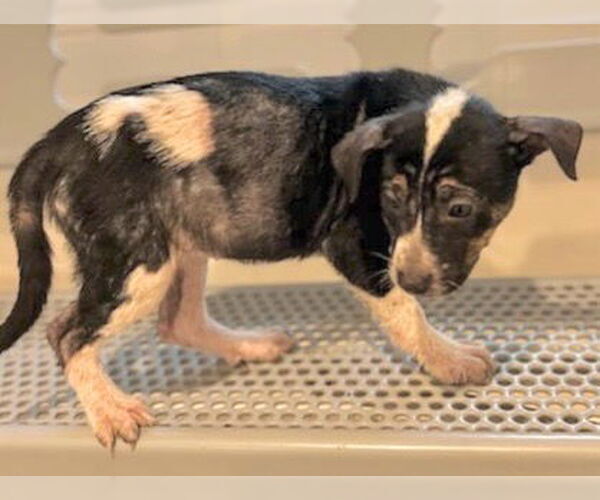 Medium Photo #1 Labrador Retriever-Unknown Mix Puppy For Sale in Houston, TX, USA