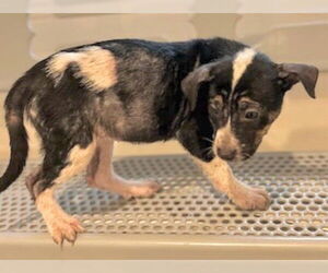 Labrador Retriever-Unknown Mix Dogs for adoption in Houston, TX, USA