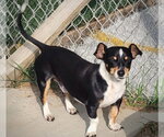 Small Photo #2 Toy Rat Doxie Puppy For Sale in Atlanta, GA, USA