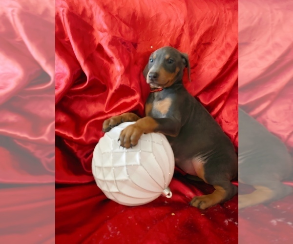 Medium Photo #7 Doberman Pinscher Puppy For Sale in YUCCA VALLEY, CA, USA