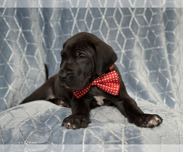 Medium Photo #8 Great Dane Puppy For Sale in LAKELAND, FL, USA