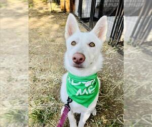 Siberian Husky Dogs for adoption in Santa Barbara, CA, USA