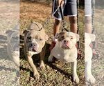 Small #6 American Pit Bull Terrier-Bull Terrier Mix