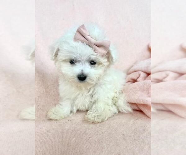 Medium Photo #12 Maltese Puppy For Sale in BOSTON, MA, USA