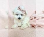 Small #11 Maltese