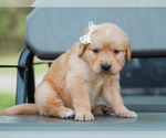 Small #4 Golden Retriever