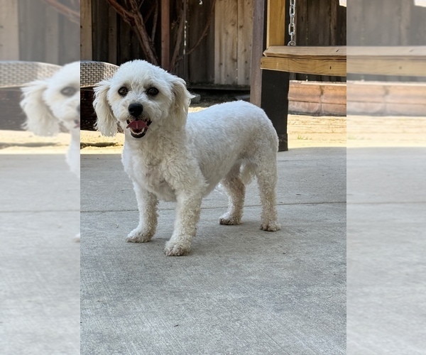 Medium Photo #1 Bichon Frise Puppy For Sale in WOODLAKE, CA, USA