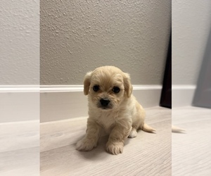 Maltipoo (Miniature) Puppy for sale in OCALA, FL, USA